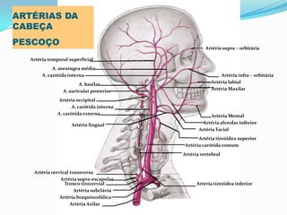 PROF ENF GLEIDSON
Artéria supra – orbitária
Artéria infra – orbitária
Artéria labial
Artéria Maxilar
Artéria Mental
Artéria alveolar inferior
Artéria Facial
Artéria tireóidea superior
Artéria carótida comum
Artéria tireóidea inferior
Artéria temporal superficial
A. meníngea média
A. carótida interna
A. basilar
A. auricular posterior
Artéria occipital
A. carótida interna
A. carótida externa
Artéria lingual
Artéria cervical transversa
Artéria supra-escapular
Tronco tirocervial
Artéria subclávia
Artéria braquiocefálica
Artéria vertebral
Artéria Axilar
ARTÉRIAS DA
CABEÇA
PESCOÇO
 