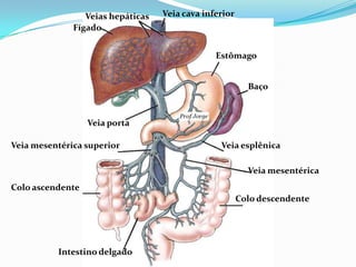 PROF ENF GLEIDSON
Fígado
Veia cava inferiorVeias hepáticas
Veia porta
Estômago
Veia mesentérica superior
Colo ascendente
Intestino delgado
Veia esplênica
Veia mesentérica
Colo descendente
Baço
 