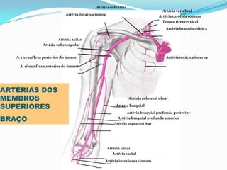 PROF ENF GLEIDSON
Artéria vertebral
Artéria carótida comum
Tronco tireocervical
Artéria braquiocefálica
Artéria torácica interna
Artéria colateral ulnar
Artéria braquial
Artéria braquial profunda posterior
Artéria braquial profunda anterior
Artéria supratroclear
Artéria ulnar
Artéria radial
Artéria interóssea comum
Artéria subclávia
Artéria Toracoacromial
Artéria axilar
Artéria subescapular
A. circunflexa posterior do úmero
A. circunflexa anterior do úmero
ARTÉRIAS DOS
MEMBROS
SUPERIORES
BRAÇO
 