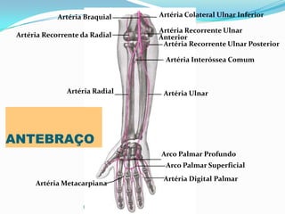PROF ENF GLEIDSON
Artéria Braquial
Artéria Recorrente da Radial
Artéria Radial
Artéria Metacarpiana
Artéria Colateral Ulnar Inferior
Artéria Recorrente Ulnar
Anterior
Artéria Recorrente Ulnar Posterior
Artéria Interóssea Comum
Artéria Ulnar
Arco Palmar Profundo
Arco Palmar Superficial
Artéria Digital Palmar
ANTEBRAÇO
 