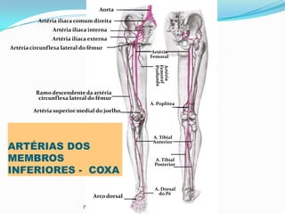 PROF ENF GLEIDSON
Aorta
Artéria ilíaca comum direita
Artéria ilíaca interna
Artéria ilíaca externa
Artéria circunflexa lateral do fêmur
Ramo descendente da artéria
circunflexa lateral do fêmur
Artéria superior medial do joelho
Arco dorsal
Artéria
Femoral
A. Poplítea
A. Tibial
Anterior
A. Tibial
Posterior
A. Dorsal
do Pé
ARTÉRIAS DOS
MEMBROS
INFERIORES - COXA
 