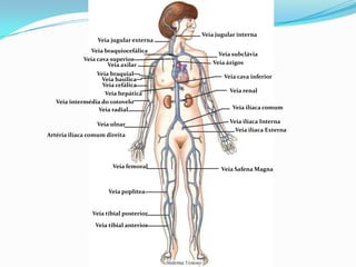 PROF ENF GLEIDSON
SISTEMA
VENOSOVeia jugular externa
Veia braquiocefálica
Veia cava superior
Veia axilar
Veia braquial
Veia basílica
Veia cefálica
Veia hepática
Veia intermédia do cotovelo
Veia radial
Veia ulnar
Artéria ilíaca comum direita
Veia femoral
Veia poplítea
Veia tibial posterior
Veia tibial anterior
Veia jugular interna
Veia subclávia
Veia ázigos
Veia cava inferior
Veia renal
Veia ilíaca comum
Veia ilíaca Interna
Veia ilíaca Externa
Veia Safena Magna
 