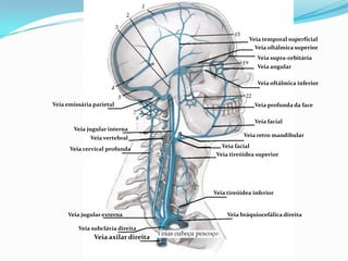 PROF ENF GLEIDSON
VEIAS
DA CABEÇA
Veia emissária parietal
Veia jugular interna
Veia vertebral
Veia cervical profunda
Veia jugular externa
Veia subclávia direita
Veia axilar direita
Veia temporal superficial
Veia oftálmica superior
Veia angular
Veia oftálmica inferior
Veia supra-orbitária
Veia profunda da face
Veia retro mandibular
Veia tireóidea superior
Veia facial
Veia bráquiocefálica direita
Veia facial
Veia tireóidea inferior
 