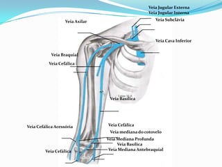 PROF ENF GLEIDSON
Veia Axilar
Veia Braquial
Veia Cefálica
Veia Jugular Externa
Veia Subclávia
Veia Cava Inferior
Veia Basílica
Veia Cefálica
Veia mediana do cotovelo
Veia Mediana Profunda
Veia Basílica
Veia Mediana Antebraquial
Veia Cefálica Acessória
Veia Cefálica
Veia Jugular Interna
 