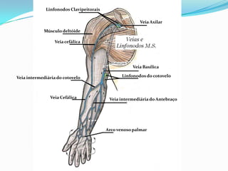 PROF ENF GLEIDSON
Linfonodos Clavipeitorais
Músculo deltóide
Veia cefálica
Veia intermediária do cotovelo
Veia Cefálica
Veia Axilar
Veia Basílica
Linfonodos do cotovelo
Veia intermediária do Antebraço
Arco venoso palmar
 