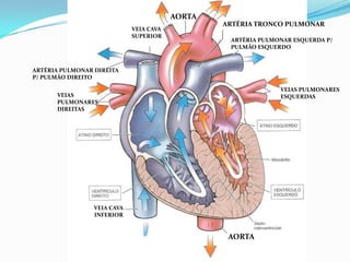 PROF ENF GLEIDSON
AORTA
ARTÉRIA TRONCO PULMONAR
ARTÉRIA PULMONAR ESQUERDA P/
PULMÃO ESQUERDO
VEIAS PULMONARES
ESQUERDAS
VEIA CAVA
INFERIOR
AORTA
VEIA CAVA
SUPERIOR
ARTÉRIA PULMONAR DIREITA
P/ PULMÃO DIREITO
VEIAS
PULMONARES
DIREITAS
 
