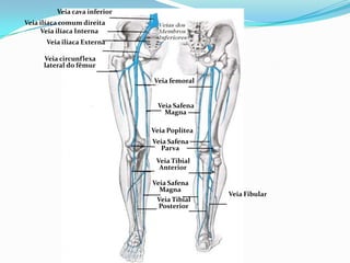 PROF ENF GLEIDSON
Veia cava inferior
Veia ilíaca comum direita
Veia circunflexa
lateral do fêmur
Veia femoral
Veia ilíaca Externa
Veia ilíaca Interna
Veia Safena
Magna
Veia Poplítea
Veia Safena
Parva
Veia Tibial
Anterior
Veia Safena
Magna
Veia Tibial
Posterior
Veia Fibular
 