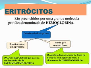 ERITRÓCITOS
São preenchidos por uma grande molécula
protéica denominada de HEMOGLOBINA.
Consiste de duas partes
Heme que
contem Ferro
Globina que é
uma proteína
O oxigênio fixa ao átomo de ferro na
heme e a hemoglobina passa a
chamar-se de OXIHEMOGLOBINA
O CO2 se liga Globina que passa a
ser denominada de
CARBAMINOEMOGLOBINA
 