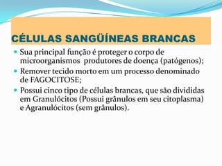 CÉLULAS SANGÜÍNEAS BRANCAS
 Sua principal função é proteger o corpo de
microorganismos produtores de doença (patógenos);
 Remover tecido morto em um processo denominado
de FAGOCITOSE;
 Possui cinco tipo de células brancas, que são divididas
em Granulócitos (Possui grânulos em seu citoplasma)
e Agranulócitos (sem grânulos).
 