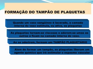 FORMAÇÃO DO TAMPÃO DE PLAQUETAS
Quando um vaso sangüíneo é lacerado, a camada
interna do vaso estimula, ou ativa, as plaquetas
As plaquetas tornam-se viscosas e aderem-se umas as
outras e ficam na camada interna do vaso.
Ao se aderirem, formam um TAMPÃO PLAQUETÁRIO
Alem de formar um tampão, as plaquetas liberam um
agente químico que irá estimular o espasmo vascular
 