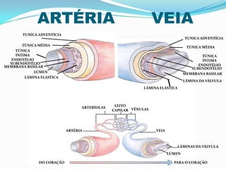 PROF ENF GLEIDSON
ARTÉRIA VEIA
TUNICA ADVENTÍCIA
TÚNICA MÉDIA
SUBENDOTÉLIO
LÂMINA DA VÁLVULA
MEMBRANA BASILAR
LÂMINA ELÁSTICA
TUNICA ADVENTÍCIA
TÚNICA MÉDIA
TÚNICA
ÍNTIMA
ENDOTÉLIO
SUBENDOTÉLIO
MEMBRANA BASILAR
LÚMEN
LÂMINA ELÁSTICA
DO CORAÇÃO PARA O CORAÇÃO
LÂMINAS DA VÁLVULA
LÚMEN
VEIAARTÉRIA
VÊNULASARTERÍOLAS LEITO
CAPILAR
TÚNICA
ÍNTIMA
ENDOTÉLIO
 