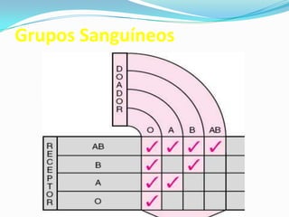 PROF ENF GLEIDSON
Grupos Sanguíneos
 