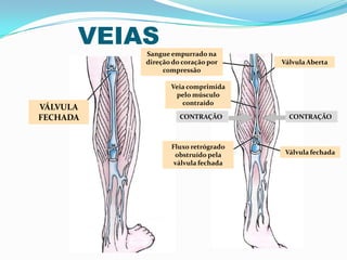 VEIAS
VÁLVULA
FECHADA
Sangue empurrado na
direção do coração por
compressão
Veia comprimida
pelo músculo
contraído
CONTRAÇÃO CONTRAÇÃO
Fluxo retrógrado
obstruído pela
válvula fechada
Válvula fechada
Válvula Aberta
 