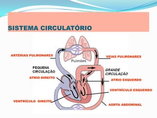 SISTEMA CIRCULATÓRIO
ARTÉRIAS PULMONARES VEIAS PULMONARES
ATRIO DIREITO
VENTRÍCULO ESQUERDO
VENTRÍCULO DIREITO
AORTA ABDOMINAL
ATRIO ESQUERDO
 