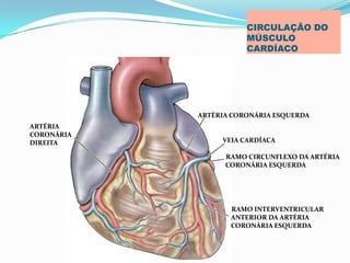 PROF ENF GLEIDSON
CIRCULAÇÃO DO
MÚSCULO
CARDÍACO
ARTÉRIA
CORONÁRIA
DIREITA
ARTÉRIA CORONÁRIA ESQUERDA
VEIA CARDÍACA
RAMO CIRCUNFLEXO DA ARTÉRIA
CORONÁRIA ESQUERDA
RAMO INTERVENTRICULAR
ANTERIOR DA ARTÉRIA
CORONÁRIA ESQUERDA
 