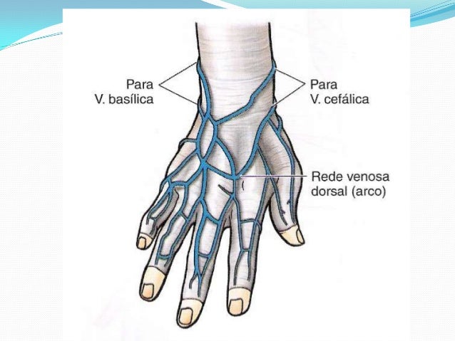 Sistema circulatório