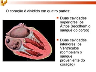 O coração é dividido em quatro partes:
 Duas cavidades
superiores: os
Átrios (recolhem o
sangue do corpo)
 Duas cavidades
inferiores: os
Ventrículos
(bombeiam o
sangue
proveniente do
coração)
 