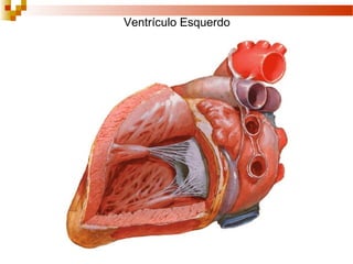 Ventrículo Esquerdo
 