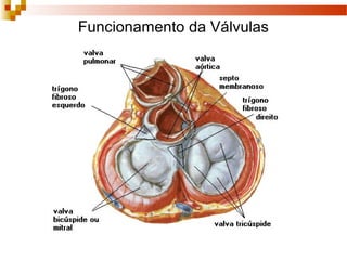 Funcionamento da Válvulas
 