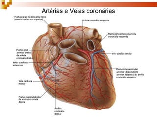 Artérias e Veias coronárias
 