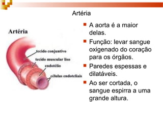 Artéria
 A aorta é a maior
delas.
 Função: levar sangue
oxigenado do coração
para os órgãos.
 Paredes espessas e
dilatáveis.
 Ao ser cortada, o
sangue espirra a uma
grande altura.
 