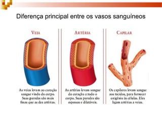 Diferença principal entre os vasos sanguíneos
 