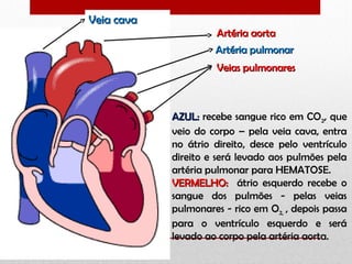 AZUL:AZUL: recebe sangue rico em CO2, que
veio do corpo – pela veia cava, entra
no átrio direito, desce pelo ventrículo
direito e será levado aos pulmões pela
artéria pulmonar para HEMATOSE.
VERMELHO:VERMELHO: átrio esquerdo recebe o
sangue dos pulmões - pelas veias
pulmonares - rico em O2, , depois passa
para o ventrículo esquerdo e será
levado ao corpo pela artéria aorta.
Veia cavaVeia cava
Artéria aortaArtéria aorta
Artéria pulmonarArtéria pulmonar
Veias pulmonaresVeias pulmonares
 