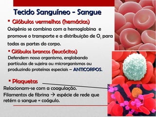 Tecido Sanguíneo - SangueTecido Sanguíneo - Sangue
 Glóbulos vermelhos (hemácias)Glóbulos vermelhos (hemácias)
Oxigênio se combina com a hemoglobina e
promove o transporte e a distribuição de O2 para
todas as partes do corpo.
 Glóbulos brancos (leucócitos)Glóbulos brancos (leucócitos)
Defendem nosso organismo, englobando
partículas de sujeira ou microrganismos ou
produzindo proteínas especiais – ANTICORPOS.ANTICORPOS.
 PlaquetasPlaquetas
Relacionam-se com a coagulação.
Filamentos de fibrina  espécie de rede que
retém o sangue = coágulo.
 