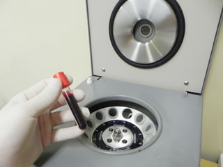 Sistema circulatório