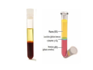 Sistema circulatório