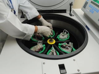 Sistema circulatório