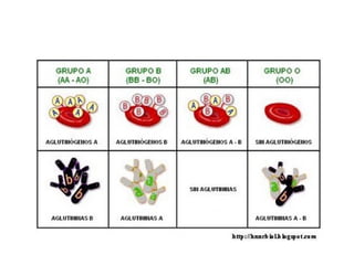 Sistema circulatório