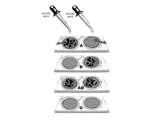 Sistema circulatório