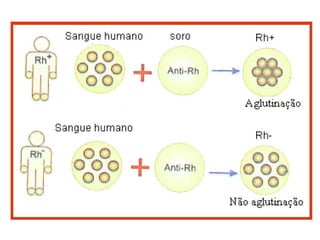 Sistema circulatório