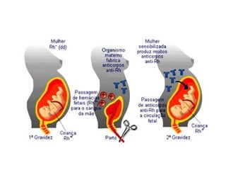 Sistema circulatório