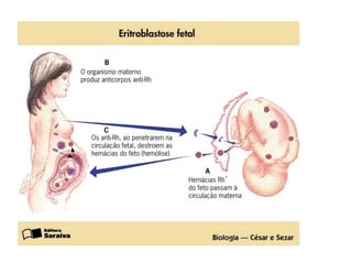 Sistema circulatório