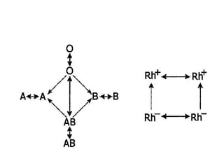Sistema circulatório