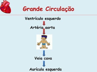 Grande Circulação 
Ventrículo esquerdo 
Artéria aorta 
Veia cava 
Aurícula esquerda 
 