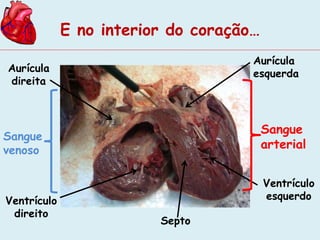 E no interior do coração… 
Aurícula 
esquerda 
Aurícula 
direita 
Ventrículo 
direito 
Ventrículo 
esquerdo 
Septo 
Sangue 
arterial 
Sangue 
venoso 
 