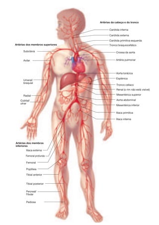 !
Subclávia
Artérias dos membros superiores
Artérias da cabeça e do tronco
Axilar
Umeral/
braquial
Radial
Cubital/
ulnar
Ilíaca externa
Femoral profunda
Femoral
Popliteia
Tibial anterior
Tibial posterior
Peroneal/
Fibular
Artérias dos membros
inferiores
Carótida interna
Carótida externa
Carótida primitiva esquerda
Tronco braquiocefálico
Crossa da aorta
Artéria pulmonar
Aorta torácica
Esplénica
Tronco celíaco
Renal (o rim não está visível)
Mesentérica superior
Aorta abdominal
Mesentérica inferior
Ilíaca primitiva
Ilíaca interna
Pediosa
 