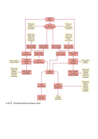 !
!
!
!
!
!
!
!
!
!
Capítulo 21 Aparelho Circulatório: Circulação e Regulação Periférica 733
Artéria
basilar
Círculo
arterial cerebral
Crossa
da aorta
Aorta
ascendente
Ventrículo
esquerdo
Para a
cavidade
abdominal
Ramos que
irrigam o
lado direito
do cérebro
Ramos que
irrigam o lado
direito da
cabeça, face
e pescoço
Ramos que
irrigam as
paredes
anteriores
do tórax
e abdómen
Ramos que
irrigam a
parede
torácica
posterior
e órgãos
torácicos
Ramos que
irrigam o
lado esquerdo
do cérebro
Ramos que
irrigam o lado
esquerdo da
cabeça,
face e pescoço
Artéria carótida
externa direita
Artéria carótida
interna direita
Artéria carótida
interna esquerda
Artéria carótida
externa esquerda
Artéria
vertebral direita
Artéria carótida
primitiva direita
Artéria carótida
primitiva esquerda
Artéria vertebral
esquerda
Artéria
subclávia
direita
Artéria mamária
ou torácica
interna direita
Artéria mamária
ou torácica
interna esquerda
Artéria
subclávia
esquerda
Para o membro
superior direito
Para o membro
superior
esquerdo
Tronco
braquiocefálico
Aorta
descendente
(torácica)
Ramos que
irrigam as
paredes
anteriores
do tórax e
abdómen
Figura 21.9 Principais Artérias da Cabeça e Tórax
 