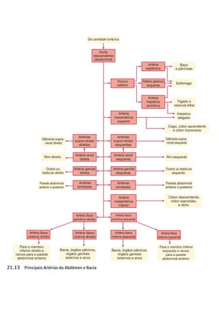 !
!
! !
Parte 4 Regulação e Manu
érias do Membro Inferior
rtérias do membro inferior formam um contínuo semelhante
as artérias do membro superior.A artéria ilíaca externa, ao
gar à coxa, torna-se na femoral, a qual passa a artéria
liteia na região popliteia (a área do tendão posterior do joe-
como tibial posterior.A artéria tibial anterior torna-se na
ria pediosa ao chegar ao pé. Da artéria tibial posterior n
artéria peroneal ou fibular que depois se desdobra nas a
as plantar externa e interna (da planta do pé), as quais, p
turno, dão origem aos ramos digitais dos dedos dos pés.
Aorta
descendente
(abdominal)
Tronco
celíaco
Artéria
mesentérica
superior
Artérias
supra-renais
esquerdas
Artéria renal
esquerda
Artéria genital
esquerda
Artérias
lombares
Artéria ilíaca
primitiva esquerda
Artéria ilíaca
primitiva direita
Artéria
mesentérica
inferior
Artéria gástrica
esquerda
Artéria
esplénica
Artéria
hepática
primitiva
Intestino
delgado
Cólon descendente,
cólon sigmoideu
e recto
Bacia, órgãos pélvicos,
órgãos genitais
externos e anca
Para o membro inferior
esquerdo e ramos
para a parede
abdominal anterior
Para o membro
inferior direito e
ramos para a parede
abdominal anterior
Bacia, órgãos pélvicos,
órgãos genitais
externos e anca
Estômago
Baço
e pâncreas
Fígado e
vesícula biliar
Da cavidade torácica
Rim esquerdo
Glândula supra-
-renal esquerda
Parede abdominal
anterior e posterior
Parede abdominal
anterior e posterior
Ovário ou testículo
esquerdo
Rim direito
Glândula supra-
-renal direita
Ovário ou
testículo direito
Artéria ilíaca
interna esquerda
Artéria ilíaca
externa esquerda
Artéria ilíaca
interna direita
Artéria ilíaca
externa direita
Artérias
supra-renais
direitas
Artéria renal
direita
Artéria genital
direita
Artérias
lombares
Cego, cólon ascendente
e cólon transverso
ura 21.13 Principais Artérias do Abdómen e Bacia
 