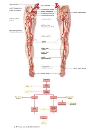 !
Artéria sagrada mediana
Aorta abdominal
Artéria ilíaca interna
Artéria sagrada externa
Artéria pudenda interna
Artéria obturadora
Artéria femoral
Artérias
gémeas
Artéria tibial
anterior
Artéria tibial
posterior
Artéria
peroneal/fibular
Artéria pediosa
Artéria plantar interna
Artérias digitais
Veia cava inferior
Artéria ilíaca primitiva
Artéria ilíaca externa
Artéria glútea superior
Artéria circunflexa
externa
Artéria femoral profunda
Ramo descendente da
artéria circunflexa externa
Artéria popliteia
Artéria plantar externa
Figura 21.14 Artérias da Bacia e Membro Inferior
Esquematização das artérias ilíacas externa e interna e seus ramos. A artéria ilíaca interna irriga a bacia e a anca, a externa irriga o membro inferior através da
artéria femoral.
12. Enuncie as diferentes divisões da aorta. Indique quais dos
seus ramos irrigam o coração, a cabeça, os membros
superiores e inferiores.
13. Indique quais as artérias que fazem parte do círculo
arterial cerebral.
14. Indique por ordem, as artérias que vão desde a aorta até
aos dedos da mão.
15. Enuncie os dois tipos de ramos que têm origem na aorta
torácica. Que estruturas são irrigadas por cada grupo?
16. Que regiões do corpo são irrigadas pelas artérias pares
subsidiárias da aorta abdominal? E pelas ímpares? Refira
os três principais ramos impares.
17. Indique por ordem, as artérias que vão desde a aorta até
aos dedos do pé.
Parte 4 Regulação e Manutenção740
Artéria ilíaca
externa
Artéria
femoral
Artéria
popliteia
Artérias
digitais
Dedos
Coxa
Joelho
Artéria tibial
anterior
Face anterior
da perna
Artéria tibial
posterior
Face posterior
da perna
Face externa
da perna e pé
Pé
Artéria
peroneal/fibular
Artérias
plantares
interna
e externa
Artéria
pediosa
Figura 21.15 Principais Artérias do Membro Inferior
 