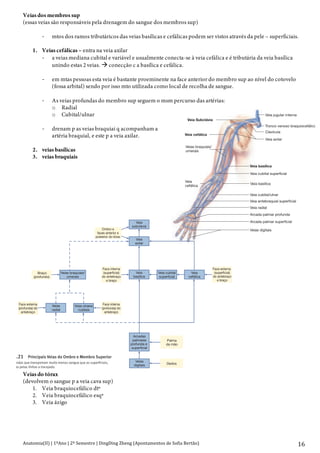 Anatomia(II)+|+1ºAno+|+2º+Semestre+|+DingDing+Zheng+(Apontamentos+de+Sofia+Bertão)+ 16+
Veias dos membros sup
(essas veias são responsáveis pela drenagem do sangue dos membros sup)
D mtos dos ramos tributáricos das veias basílicas e cefálicas podem ser vistos através da pele – superficiais.
1. Veias cefálicas – entra na veia axilar
D a veias mediana cubital e variável e usualmente conecta-se à veia cefálica e é tributária da veia basílica
unindo estas 2 veias. ! conecção c a basílica e cefálica.
D em mtas pessoas esta veia é bastante proeminente na face anterior do membro sup ao nível do cotovelo
(fossa arbital) sendo por isso mto utilizada como local de recolha de sangue.
D As veias profundas do membro sup seguem o msm percurso das artérias:
o Radial
o Cubital/ulnar
D drenam p as veias braquiai q acompanham a
artéria braquial, e este p a veia axilar.
2. veias basílicas
3. veias braquiais
Veias do tórax
(devolvem o sangue p a veia cava sup)
1. Veia braquiocefálico dtº
2. Veia braquiocefálico esqª
3. Veia ázigo
Capítulo 21 Aparelho Circulatório: Circulação e Regulação Periférica 745
Veia jugular interna
Tronco venoso braquiocefálico
Clavícula
Veia axilar
Veia basílica
Veia cubital superficial
Veia cubital/ulnar
Veia antebraquial superficial
Veia radial
Arcada palmar profunda
Arcada palmar superficial
Veias digitais
Veia Subclávia
Veia cefálica
Veias braquiais/
umerais
Veia
cefálica
Veia basílica
Figura 21.20 Veias do Membro Superior
Veia subclávia e suas tributárias. As principais veias que drenam
as estruturas superficiais do membro superior são a cefálica e a
basílica. A veia umeral drena as estruturas profundas.
Veia
subclávia
Veia
axilar
Braço
(profundo)
Veia
cefálica
Face externa
(profunda) do
antebraço
Face interna
(profunda) do
antebraço
Veia
basílica
Veias
digitais
Palma
da mão
Arcadas
palmares
profunda e
superficial
Dedos
Veias braquiais/
umerais
Face externa
(superficial)
do antebraço
e braço
Face interna
(superficial)
do antebraço
e braço
Ombro e
faces anterior e
posterior do tórax
Veias
radial
Veias ulnares
/cubitais
Veia cubital
superficial
Figura 21.21 Principais Veias do Ombro e Membro Superior
As veias profundas que transportam muito menos sangue que as superficiais,
estão indicadas pelas linhas a tracejado.
pítulo 21 Aparelho Circulatório: Circulação e Regulação Periférica 745
Veia jugular interna
Tronco venoso braquiocefálico
Clavícula
Veia axilar
Veia basílica
Veia cubital superficial
Veia cubital/ulnar
Veia antebraquial superficial
Veia radial
Arcada palmar profunda
Arcada palmar superficial
Veias digitais
Veia Subclávia
Veia cefálica
Veias braquiais/
umerais
Veia
cefálica
Veia basílica
gura 21.20 Veias do Membro Superior
ia subclávia e suas tributárias. As principais veias que drenam
estruturas superficiais do membro superior são a cefálica e a
sílica. A veia umeral drena as estruturas profundas.
Veia
subclávia
Veia
axilar
Braço
(profundo)
Veia
cefálica
Face externa
(profunda) do
antebraço
Face interna
(profunda) do
antebraço
Veia
basílica
Veias
digitais
Palma
da mão
Arcadas
palmares
profunda e
superficial
Dedos
Veias braquiais/
umerais
Face externa
(superficial)
do antebraço
e braço
Face interna
(superficial)
do antebraço
e braço
Ombro e
faces anterior e
posterior do tórax
Veias
radial
Veias ulnares
/cubitais
Veia cubital
superficial
gura 21.21 Principais Veias do Ombro e Membro Superior
veias profundas que transportam muito menos sangue que as superficiais,
tão indicadas pelas linhas a tracejado.
 