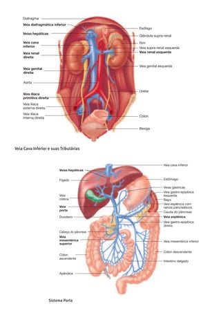 !
!
!
!
!
!
!
!
!
!
!
!
!
!
!
!
!
!
!
!
!
!
!
!
!
s sinusóides. O sistema porta é um sistema vascular
Veia diafragmática inferior
Esófago
Glândula supra-renal
Rim
Veia supra-renal esquerda
Veia renal esquerda
Veia genital esquerda
Cólon
Ureter
Bexiga
Diafragma
Veias hepáticas
Veia cava
inferior
Veia renal
direita
Veia genital
direita
Aorta
Veia ilíaca
primitiva direita
Veia ilíaca
externa direita
Veia ilíaca
interna direita
21.23 Veia Cava Inferior e suas Tributárias
páticas transportam, para a veia cava inferior, o sangue do sistema porta, o qual termina numa série de sinusóides no fígado (ver figura 21.24).
Parte 4 Regulação748
que começa e acaba com leitos capilares, sem nenhum sistema
de bomba, como o coração, entre eles. Este sistema, que começa
nos capilares das vísceras e acaba nos capilares sinusoidais do
fígado, é o sistema porta (quadro 21.11 e figuras 21.24 e 21.25).
A veia porta, a maior veia do sistema, é formada pela união da
Veias Tecidos Drenados
Sistema Porta (ver figuras
21.24 e 21.25)
Quadro 21.11
Porta
Mesentérica superior Intestino delgado e grande parte do cólon
Esplénica Baço
Mesentérica inferior Cólon descendente e recto
Pancreática Pâncreas
Gastro-epiplóica esquerda Estômago
Gástrica Estômago
Cística Vesícula biliar
veia mesentérica superior, que drena o intestino de
a veia esplénica, que drena o baço. A veia esplénic
veias pancreáticas e mesentérica inferior, que dre
creas e parte do intestino grosso, respectivamente. A
também recebe as veias gástricas antes de penetrar n
Osanguedossinusóideshepáticosérecebidopela
traisquedrenamparaasveiashepáticas.Osanguedasv
que drenam a vesícula biliar,também entra nas veias h
vãodesembocarnaveiacavainferior.Osanguequeent
pela veia porta é rico em nutrientes absorvidos dos int
também pode conter diversas substâncias tóxicas, noc
tecidos do organismo. No fígado, os nutrientes são rec
mazenados ou modificados quimicamente para serem
outras células do corpo (ver capítulo 24).As células do
bém ajudam a remover as substâncias tóxicas, alteran
trutura ou tornando-as solúveis na água por um proce
do biotransformação. As substâncias hidrossolúveis
tão, ser transportadas no sangue para os rins, a fim
excretadas na urina (ver capítulo 26).
Veias hepáticas
Fígado
Veia
cística
Veia
porta
Duodeno
Cabeça do pâncreas
Veia
mesentérica
superior
Cólon
ascendente
Apêndice
Veia cava inferior
Estômago
Veias gástricas
Veia gastro-epiplóica
esquerda
Baço
Veia esplénica com
ramos pancreáticos
Cauda do pâncreas
Veia esplénica
Veia gastro-epiplóica
direita
Veia mesentérica inferior
Cólon descendente
Intestino delgado
Figura 21.24 Sistema Porta
A veia porta transporta sangue da maioria dos órgãos abdominais para o fígado. As veias hepáticas drenam o fígado e desembocam na veia cava infer
21.23).
 