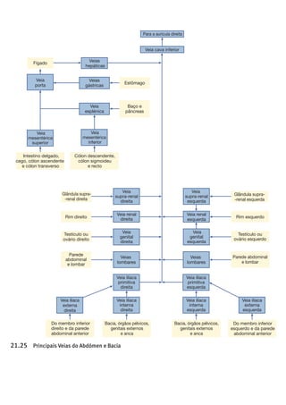tulo 21 Aparelho Circulatório: Circulação e Regulação Periférica
Veia cava inferior
Veias
hepáticas
Veia
porta
Veia
mesentérica
superior
Veia
supra-renal
direita
Veia
genital
direita
Veia ilíaca
interna
direita
Veia ilíaca
externa
direita
Veias
lombares
Veias
lombares
Veia ilíaca
primitiva
direita
Veia renal
direita
Veia renal
esquerda
Veia
mesentérica
inferior
Fígado
Para a aurícula direita
Intestino delgado,
cego, cólon ascendente
e cólon transverso
Estômago
Veias
gástricas
Baço e
pâncreas
Veia
esplénica
Cólon descendente,
cólon sigmoideu
e recto
Bacia, órgãos pélvicos,
genitais externos
e anca
Veia ilíaca
interna
esquerda
Veia ilíaca
primitiva
esquerda
Bacia, órgãos pélvicos,
genitais externos
e anca
Do membro inferior
direito e da parede
abdominal anterior
Veia ilíaca
externa
esquerda
Rim direito
Testículo ou
ovário direito
Parede
abdominal
e lombar
Parede abdominal
e lombar
Glândula supra-
-renal direita
Rim esquerdo
Testículo ou
ovário esquerdo
Glândula supra-
-renal esquerda
Do membro inferior
esquerdo e da parede
abdominal anterior
Veia
supra-renal
esquerda
Veia
genital
esquerda
ura 21.25 Principais Veias do Abdómen e Bacia
!
!
!
!
!
!
!
!
!
!
!
!
!
!
!
!
!
!
!
!
!
!
!
!
!
!
!
!
!
!
!
!
!
!
!
!
!
!
!
!
!
!
!
!
!
!
!
!
!
 