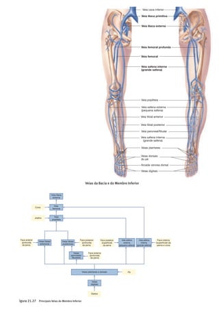 !
!
!
!
!
!
!
!
!
!
!
!
!
!
!
!
!
!
!
!
!
!
!
!
!
!
!
!
!
!
!
!
!
!
!
!
!
!
!
!
!
!
!
!
!
!
!
Veia safena interna
(grande safena)
Veia tibial posterior
Veia peroneal/fibular
Veias dorsais
do pé
Veia cava inferior
Veia ilíaca primitiva
Veia ilíaca externa
Veia femoral
Veia femoral profunda
Veia popliteia
Veia tibial anterior
Veias plantares
Veia safena externa
(pequena safena)
Veia safena interna
(grande safena)
Arcada venosa dorsal
Veias digitais
Figura 21.26 Veias da Bacia e do Membro Inferior
Veia ilíaca primitiva direita e suas tributárias.
Parte 4 Regulação e Manutenção752
Veia ilíaca
externa
Veia
femoral
Veia
popliteia
Veias plantares e dorsais
Veias tibiais
posteriores
Veias tibiais
anteriores
Veias
peroneais/
fibulares
Face externa
(profunda)
da perna
Dedos
Pé
Coxa
Face posterior
(profunda)
da perna
Face anterior
(profunda)
da perna
Veia safena
externa
(pequena safena)
Joelho
Veia safena
interna
(grande safena)
Face posterior
(superficial)
da perna
Face interna
(superficial) da
perna e coxa
Veias
digitais
Figura 21.27 Principais Veias do Membro Inferior
 