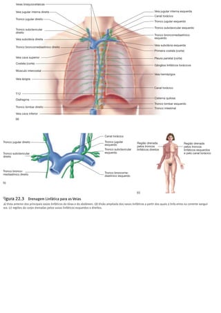 !
!
!
!
!
!
!
!
!
!
!
!
!
!
!
!
!
!
!
!
!
!
!
!
E X E R C Í C I O
Na cirurgia radical das neoplasias, os gânglios linfáticos malignos
são muitas vezes removidos e os linfáticos aferentes são laqueados
para evitar a metastização, ou disseminação da neoplasia. Refira as
consequências da laqueação dos vasos linfáticos.
Órgãos e Tecidos Linfáticos
Os órgãos linfáticos contêm tecido linfático, principalmente
constituído por linfócitos; também contêm macrófagos, células
Região drenada
pelos troncos
linfáticos esquerdos
e pelo canal torácico
Região drenada
pelos troncos
linfáticos direitos
Tronco jugular direito
Tronco subclavicular
direito
Tronco jugular
esquerdo
Tronco subclavicular
esquerdo
Tronco broncome-
diastínico esquerdo
Tronco bronco-
mediastínico direito
Canal torácico
Veia jugular interna esquerda
Tronco jugular esquerdo
Canal torácico
Tronco subclavicular esquerdo
Tronco broncomediastínico
esquerdo
Veia subclávia esquerda
Primeira costela (corte)
Canal torácico
Gânglios linfáticos torácicos
Veia hemiázigos
Pleura parietal (corte)
Tronco intestinal
Tronco lombar esquerdo
Tronco lombar direito
Veia cava inferior
Cisterna quilosaDiafragma
Veia ázigos
T12
Músculo intercostal
Costela (corte)
Veia cava superior
Tronco broncomediastínico direito
Veia subclávia direita
Tronco subclavicular
direito
Tronco jugular direito
Veia jugular interna direita
Veias braquiocefálicas
(a)
(b)
(c)
Figura 22.3 Drenagem Linfática para as Veias
(a) Vista anterior dos principais vasos linfáticos do tórax e do abdómen. (b) Visão ampliada dos vasos linfáticos a partir dos quais a linfa entra na corrente sanguí-
nea. (c) regiões do corpo drenadas pelos vasos linfáticos esquerdos e direitos.
dendríticas, células reticulares e outros tipos de células. Os
linfócitos são um dos tipos de leucócitos (ver capítulo 19); são
formados na medula óssea vermelha e transportados aos órgãos
linfáticos e aos restantes tecidos pelo sangue.Quando o organis-
mo é exposto a microrganismos ou substâncias estranhas, os
linfócitos dividem-se, aumentando em número, e fazem parte
da resposta do sistema imunitário, que destrói microrganismos
e substâncias estranhas. No tecido linfático também existem fi-
bras muito finas de colagénio,as fibras reticulares,que são pro-
 