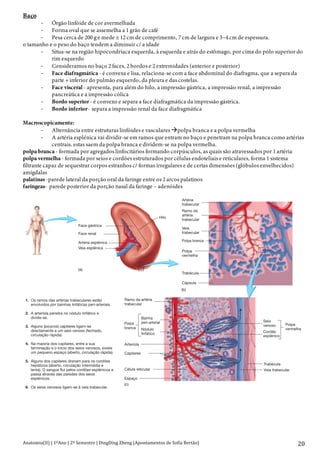 Anatomia(II)+|+1ºAno+|+2º+Semestre+|+DingDing+Zheng+(Apontamentos+de+Sofia+Bertão)+
+
20+
Baço
> Órgão linfóide de cor avermelhada
> Forma oval que se assemelha a 1 grão de café
> Pesa cerca de 200 g e mede ± 12 cm de comprimento, 7 cm de largura e 3~4 cm de espessura.
o tamanho e o peso do baço tendem a diminuir c/ a idade
> Situa-se na região hipocondríaca esquerda, à esquerda e atrás do estômago, por cima do pólo superior do
rim esquerdo
> Consideramos no baço 2 faces, 2 bordos e 2 extremidades (anterior e posterior)
> Face diafragmática - é convexa e lisa, relaciona-se com a face abdominal do diafragma, que a separa da
parte + inferior do pulmão esquerdo, da pleura e das costelas.
> Face visceral - apresenta, para além do hilo, a impressão gástrica, a impressão renal, a impressão
pancreática e a impressão cólica
> Bordo superior - é convexo e separa a face diafragmática da impressão gástrica.
> Bordo inferior- separa a impressão renal da face diafragmática
Macroscopicamente:
> Alternância entre estruturas linfóides e vasculares "polpa branca e a polpa vermelha
> A artéria esplénica vai dividir-se em ramos que entram no baço e penetram na polpa branca como artérias
centrais. estas saem da polpa branca e dividem-se na polpa vermelha.
polpa branca - formada por agregados linfocitários formando corpúsculos, as quais são atravessados por 1 artéria
polpa vermelha - formada por seios e cordões estruturados por células endoteliais e reticulares, forma 1 sistema
filtrante capaz de sequestrar corpos estranhos c/ formas irregulares e de certas dimensões (glóbulos envelhecidos)
amígdalas
palatinas -parede lateral da porção oral da faringe entre os 2 arcos palatinos
faríngeas- parede posterior da porção nasal da faringe – adenóides
Parte 4 Regulação e Manutenção790
Face renal
Artéria esplénica
Veia esplénica
Face gástrica
Hilo
Artéria
trabecular
Ramo da
artéria
trabecular
Veia
trabecular
Cápsula
Ramo da artéria
trabecular
Arteríola
Capilares
Célula reticular
Espaço
Trabécula
Polpa branca
Polpa
vermelha
Trabéculas
Cápsula
Polpa vermelha
Polpa branca
Artéria
1. Os ramos das artérias trabeculares estão
envolvidos por bainhas linfáticas peri-arteriais.
2. A arteríola penetra no nódulo linfático e
divide-se.
3. Alguns (poucos) capilares ligam-se
directamente a um seio venoso (fechado,
circulação rápida).
4. Na maioria dos capilares, entre a sua
terminação e o início dos seios venosos, existe
um pequeno espaço (aberto, circulação rápida).
5. Alguns dos capilares drenam para os cordões
hepáticos (aberto, circulação intermédia e
lenta). O sangue flui pelos cordões esplénicos e
passa através das paredes dos seios
esplénicos.
6. Os seios venosos ligam-se à veia trabecular.
Polpa
branca
Bainha
peri-arterial
Nódulo
linfático
Trabécula
Veia trabecular
Seio
venoso
Cordão
esplénico
Polpa
vermelha
1
2
3
4
5
6
Figura 22.7 Baço
(a) Vista inferior do baço. (b) Secção que mostra a distribuição das
artérias, veias, polpa branca e polpa vermelha. A polpa branca está
associada às artérias e a polpa vermelha às veias. (c) Fluxo sanguíneo
(a)
(b)
(c)
 