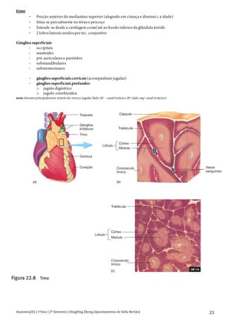 Anatomia(II)+|+1ºAno+|+2º+Semestre+|+DingDing+Zheng+(Apontamentos+de+Sofia+Bertão)+
+
21+
timo
> Porção anterior do mediastino superior (alegrado em criança e diminui c a idade)
> Situa-se parcialmente no tórax e pescoço
> Estende-se desde a cartilagem costal até ao bordo inferior da glândula tiróide
> 2 lobos laterais unidos por tec. conjuntivo
Gânglios superficiais
> occipitais
> mastoides
> pré-auriculares e parótidos
> submandibulares
> submentonianos
> gânglios superficiais cervicais (acompanham jugular)
> gânglios superficiais profundos
o jugulo digástrico
o jugulo-omohioideu
nota: drenam principalmente através do tronco jugular (lado dtº - canal torácico dtº; lado esqº canal torácico).Capítulo 22 Sistema Linfático e Imunidade
Timo
O timo é uma glândula bilobada (figura 22.8), localizada na por-
ção superior do mediastino,dividindo a cavidade torácica nas me-
tades esquerda e direita. Antigamente, pensava-se que o timo ia
Traqueia
Gânglios
linfáticos
Timo
Gordura
Coração
Cápsula
Córtex
Medula
Trabécula
Vasos
sanguíneos
Lóbulo
Corpúsculo
tímico
Trabécula
Córtex
Medula
Lóbulo
Corpúsculo
tímico
LM 10x
(a) (b)
(c)
Figura 22.8 Timo
(a) Localização e forma do timo.
(b) Secção que mostra um lóbulo tímico.
(c) Histologia do timo mostrando o córtex externo e a medula interna.
formam as áreas de coloração escura dos lóbulos, o
porção central dos lóbulos, existe uma zona com uma
mais clara, a medula, que tem menos linfócitos. A m
bém contém umas estruturas epiteliais redondas, os
 